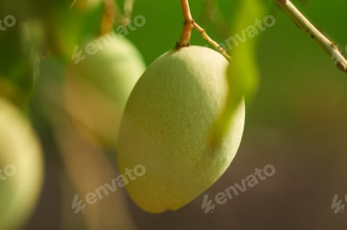 Preview: Mango fruit on the tree in the garden of thailand.