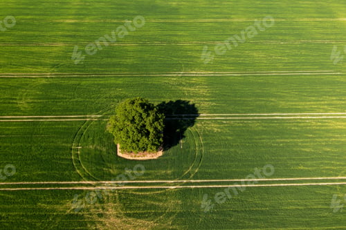 Preview: view from above on lonely tree with shadows in a green agricultural field