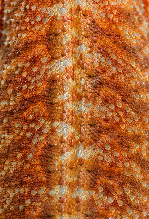 Preview: Details, macro of reptile scales of Pogona, agame barbu