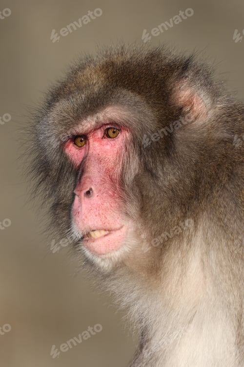 Preview: close up view of Japanese Macaque (Macaca Fuscata).