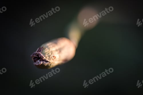 Preview: Strange alien life - macro garden up close, seed flower