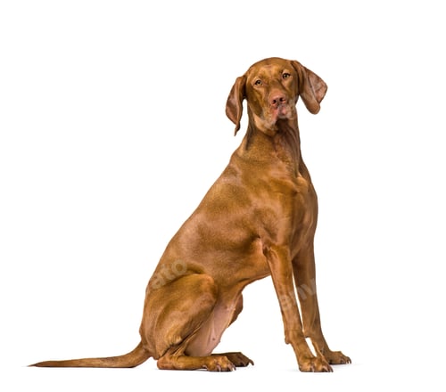 Preview: Vizla sitting against white background