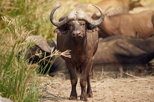 Preview: Thats a big buffalo