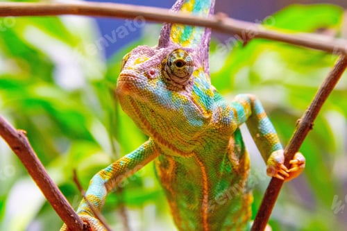 Preview: chameleon, reptile, pet, coloured, colours