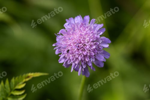 Preview: Close-up view of a field scabious flower, showcasing intricate petal details