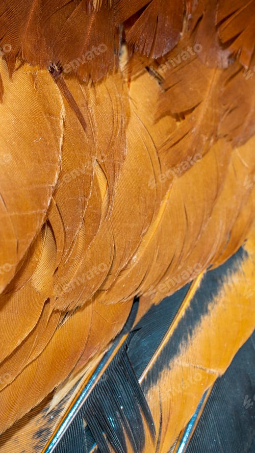 Preview: red and black rooster feathers. background or texture