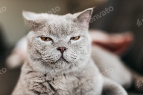 Preview: Gray cat on a blurry background