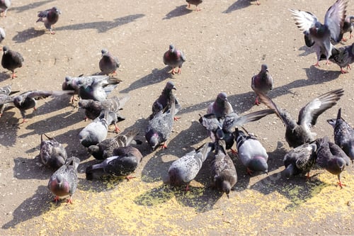 Vista previa: A lot of gray pigeons eating millet, grain in the city Park. Selective focus.