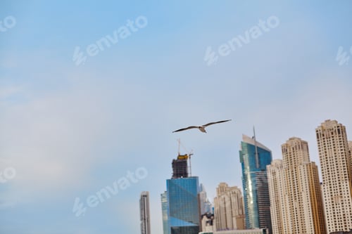 Preview: A Seagull flies against the blue sky and skyscrapers of Dubai Marina city