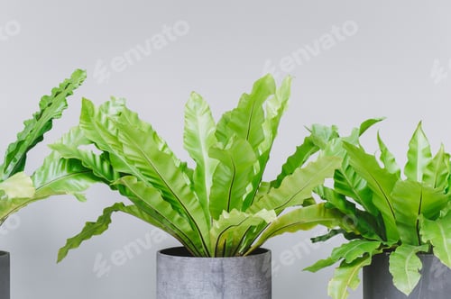 Vista previa: A vase of the beautiful plants with long green wavy leaves growth for indoor plants