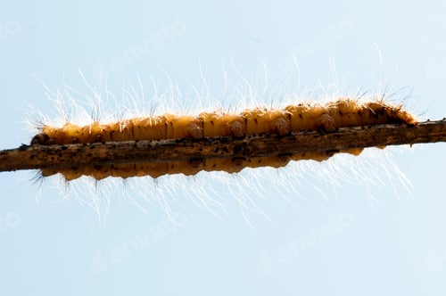 Preview: Caterpillar on plant branch in forest