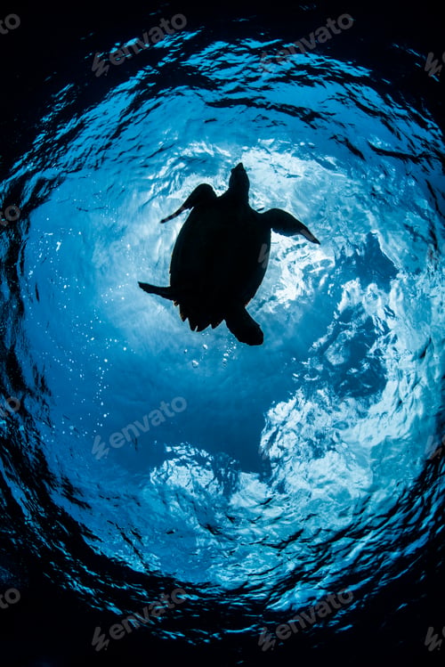 Preview: Silhouetted low angle view of hawksbill turtle