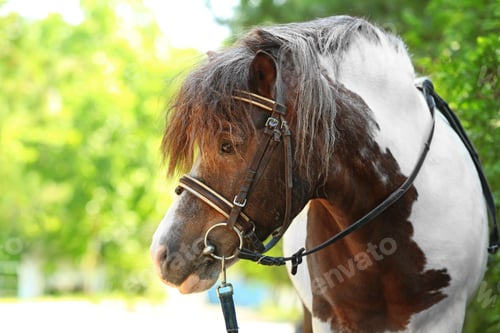 Preview: Cute pony with bridle in green park on sunny day