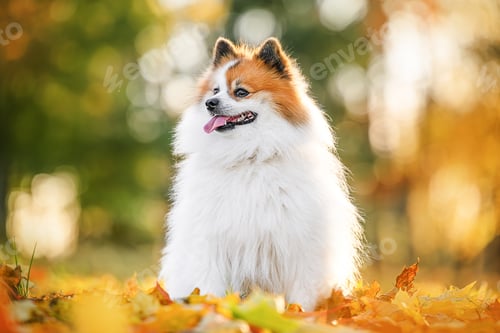 Preview: Adorable white Pomeranian Spitz sits on colorful autumn leaves, happy and full of charm.