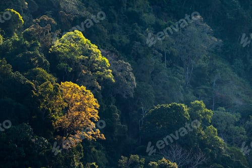 Preview: nature jungle landscape scene of tropical forest, concept of ecology and environment conservation