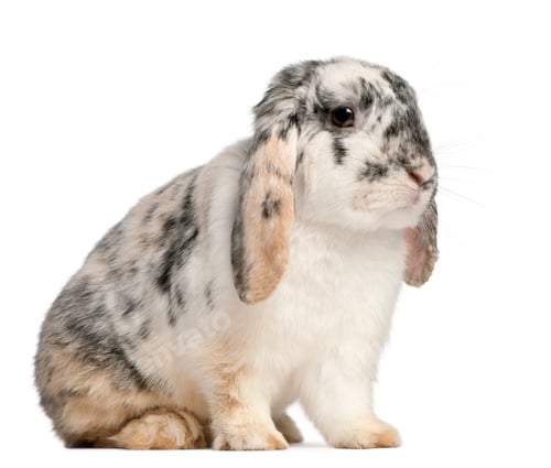 Preview: Tri Color Spotted French Lop rabbit, 2 months old, Oryctolagus cuniculus, sitting