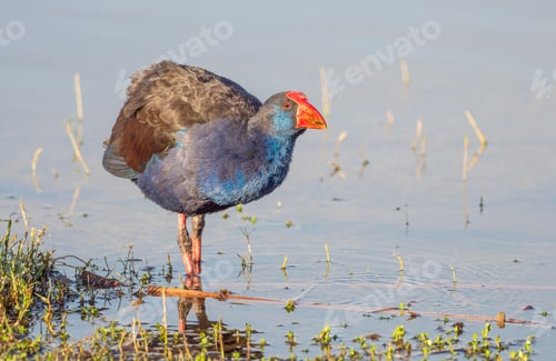 Preview: Purple Swamphen Wading