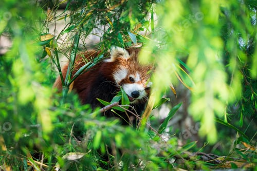 Preview: Red panda bear climbing tree. close-up of a rare red panda
