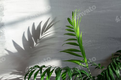 Preview: palm leaf against grey textured background with deep long shadow and natural sunlight