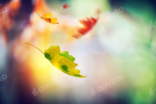 Preview: leaves, autumn, fall leaf, colours, overlay
