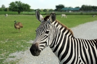 Preview: Beautiful striped African zebra in safari park