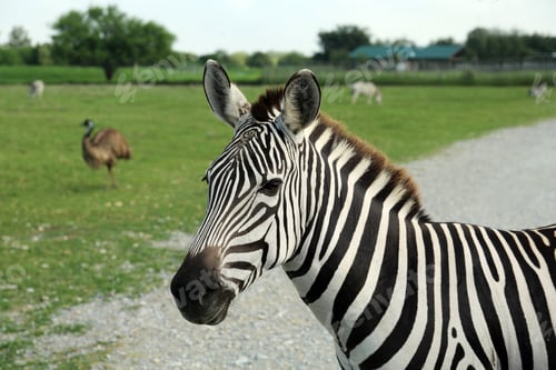 Preview: Beautiful striped African zebra in safari park