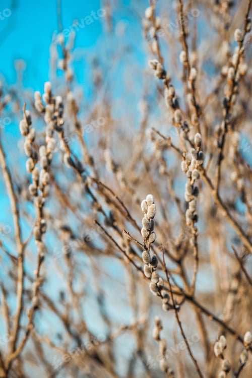 Preview: Willow catkins in spring.