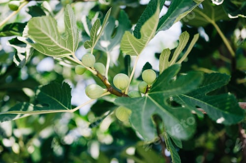 Preview: green unripe figs fruits on fig tree or sycamine with plant green leaves on garden farm homesteading