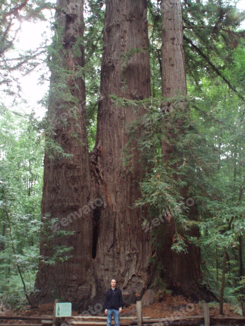 Preview: Magnificent trees