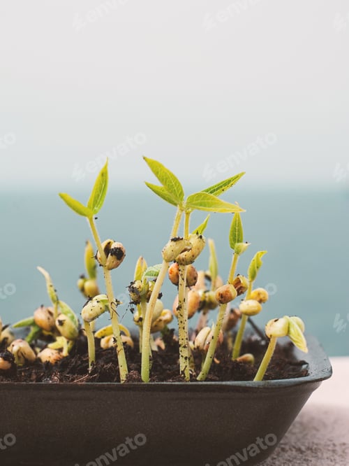 Preview: Closeup of green sprouts growing out from soil on the blue sky background. Springtime concept