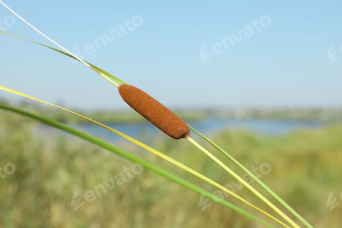 Preview: Beautiful reed plant growing outdoors on sunny day