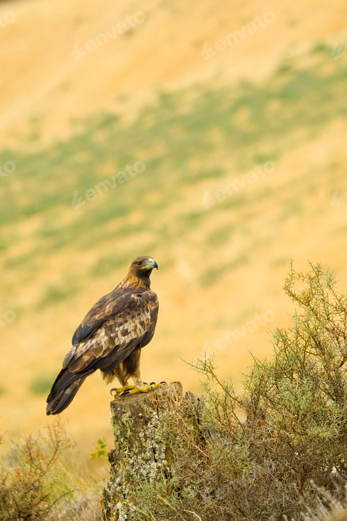 Preview: Golden Eagle, Mediterranean Forest, Spain