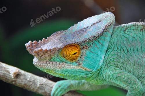 Preview: chameleon, reptile, pet, coloured, colours