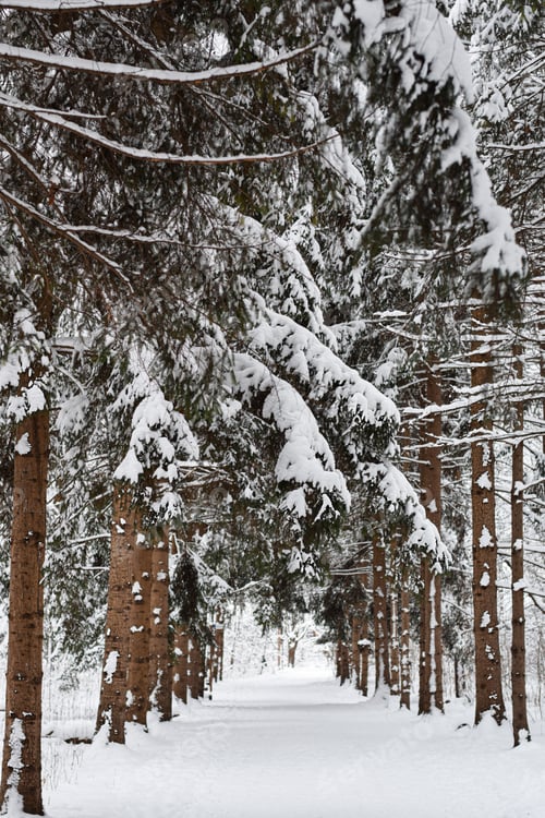 Preview: Tall trees covered in snow in forest