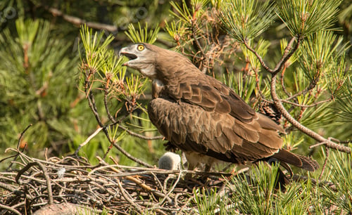Preview: Eagle near newborn bird in nest