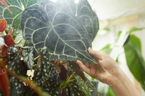 Preview: Exotic plants in the garden