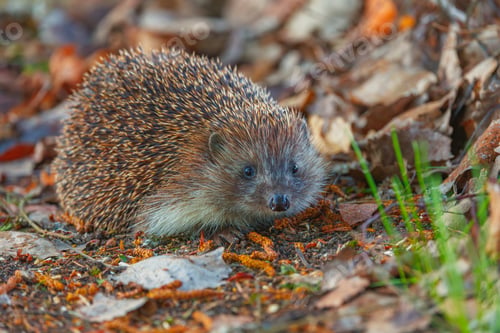 Preview: A Curious Hedgehog Exploring Its Natural Habitat in the evening