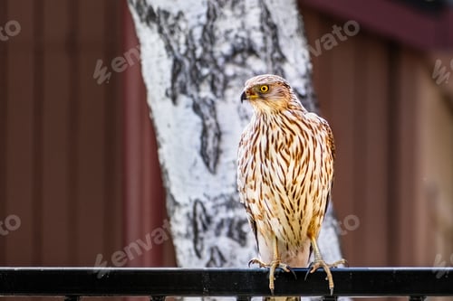 Preview: Cooper's Hawk perched on a fence