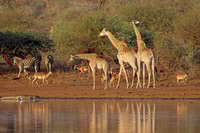 Preview: Giraffes at a waterhole - Kruger National Park