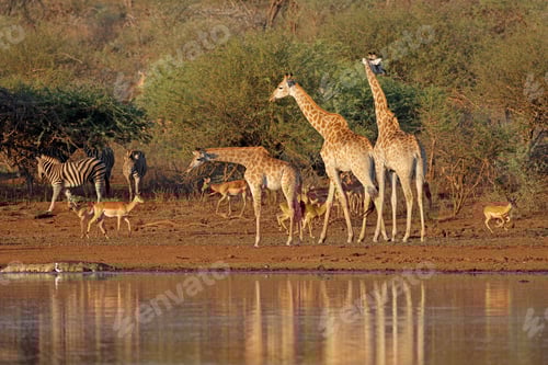 Preview: Giraffes at a waterhole - Kruger National Park