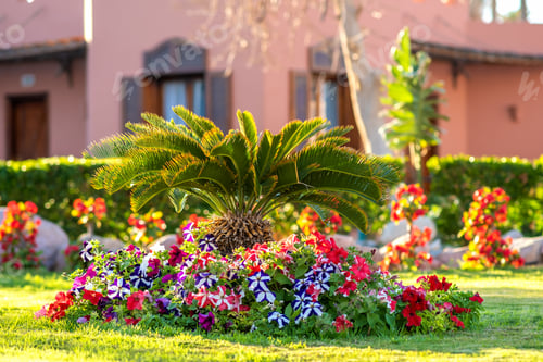 Preview: Small green palm tree surrounded with bright blooming flowers growing on grass covered lawn in