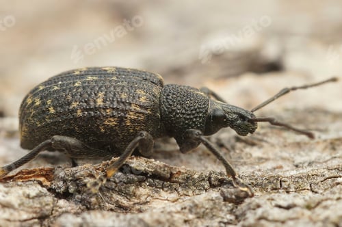 Preview: Detailed closeup on the Black vine weevil, Otiorhynchus sulcatus sitting on wood