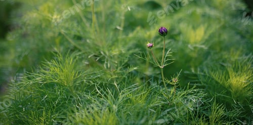 Preview: Field of cosmos flower. Beautiful green background.