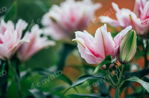 Preview: Scented pollen-free double lilies