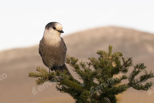 Preview: Small jay bird is perched atop a lush pine tree, the sun shining down upon its feathers