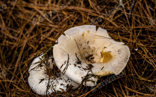 Preview: Close up of Mushrooms surrounded by Pine Needles