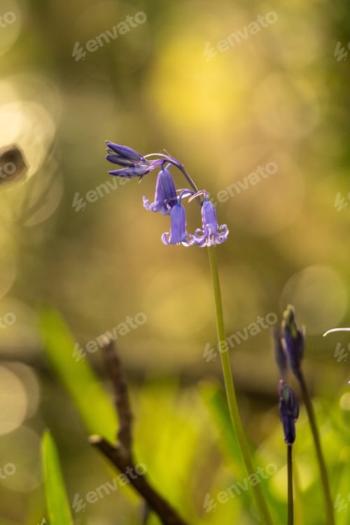 Preview: Bluebells