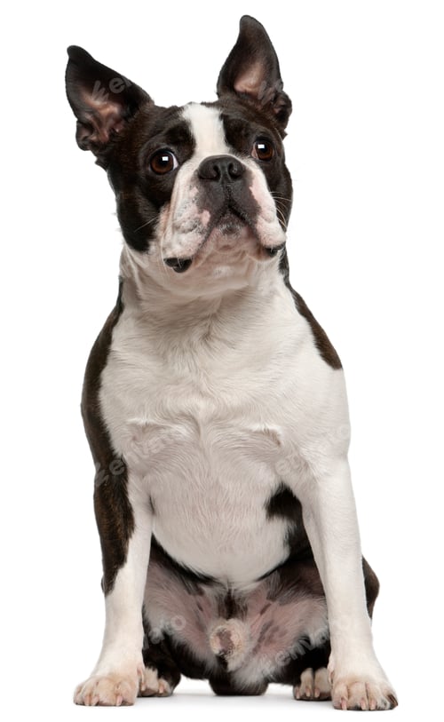 Preview: Boston Terrier, 1 year old, sitting in front of white background