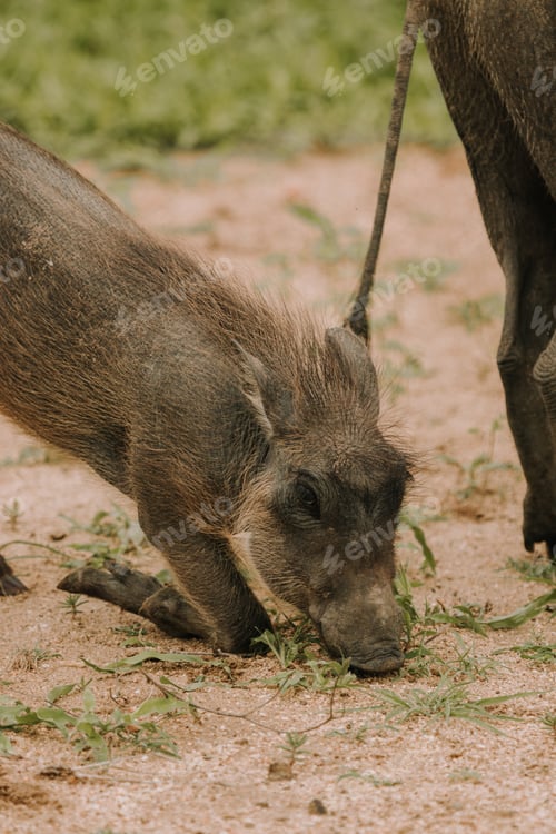 Preview: Warthog in the Kruger National safari park in South Africa