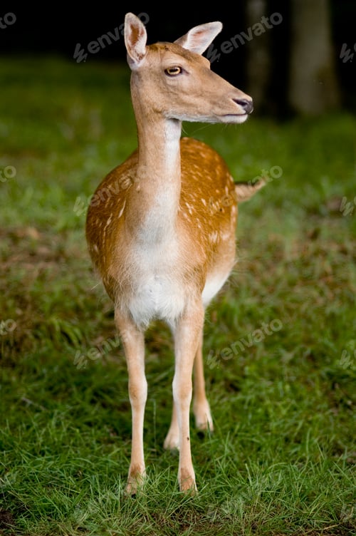 Preview: deer